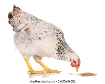 one white chicken pecking grains, isolated on white background, studio shoot - Shutterstock ID 1900609681