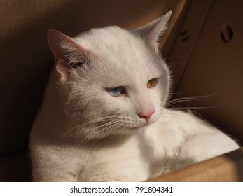 Head Shot Lilac Point Siamese Cat Stock Photo Shutterstock