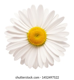 One white daisy flower isolated on white background. Flat lay, top view. Floral pattern, object