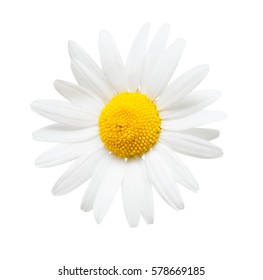 One White Daisy Flower Isolated On White Background. Flat Lay, Top View