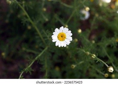 One white daisy flower on green grass background. Top view of a single daisy flower with white leaf. A beautiful daisy flower on a sunny summer day. Close-up of daisy flower. 