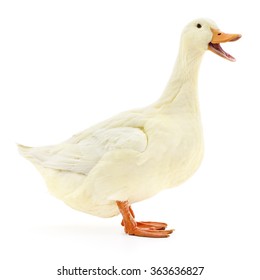 One White Duck Isolated On White Background.