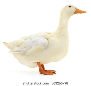 One White Duck Isolated On White Background.