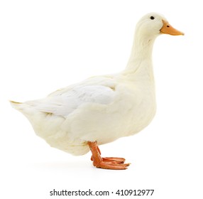 One White Duck Isolated On White Background.