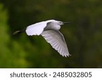 One White egret bird flying