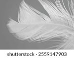 One white feather on light grey background, closeup