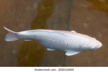 Fish Outside Water Images Stock Photos Vectors Shutterstock