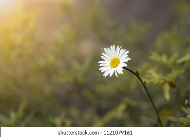 One White Flower In Garden Field With Sun Light