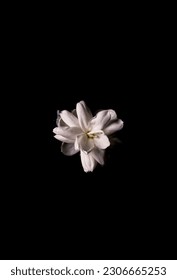 One White Flower of Night-blooming jasmine