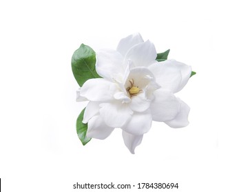 One White Gardenia Closeup Isolated On White 