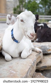 One White Goat Sleeping On A Summer Day At The Ark Encounter In The State Of Kentucky