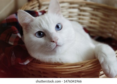 One white grey kitten sitting in a basket