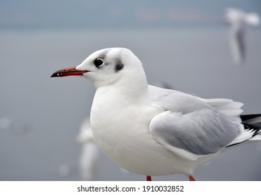 One White Larus Ridibundus See Beyond In The Cloudy Day