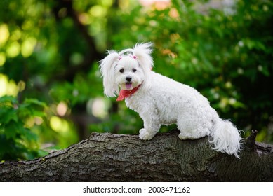 one white maltipoo puppy female dog with the tongue out wearing a red bandana posing and looking to the camera on a stem in the woods 