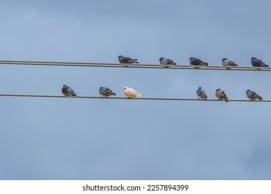 One white rock pigeon sits on wire with a group of other rock pigeons, in Fenton Township, Michigan. - Shutterstock ID 2257894399
