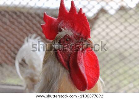 One white rooster in a hen house
