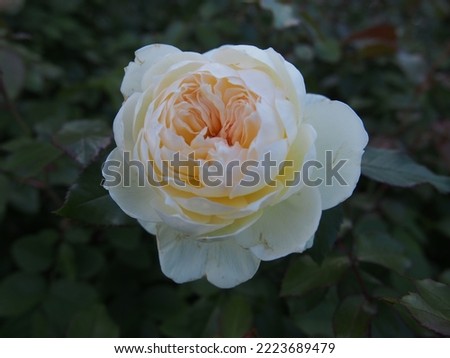 One white rose flower 'Bolero'. Imagine de stoc © 