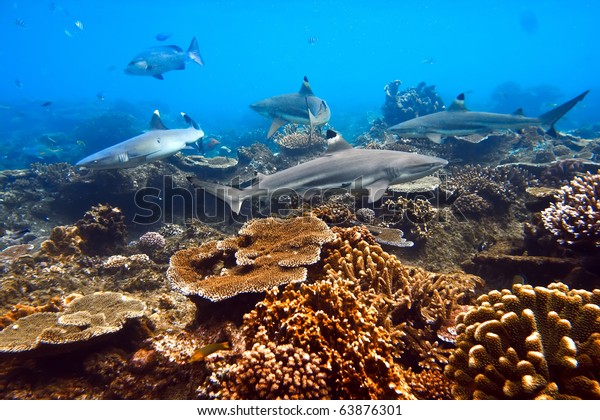 One whitetip and three\
blacktip sharks shouted underwater in native blue environment with\
coral reef