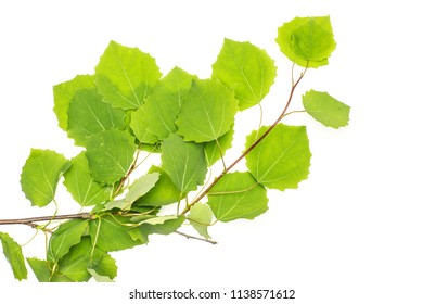 One whole fresh green plant european aspen branch with leaves flatlay isolated on white