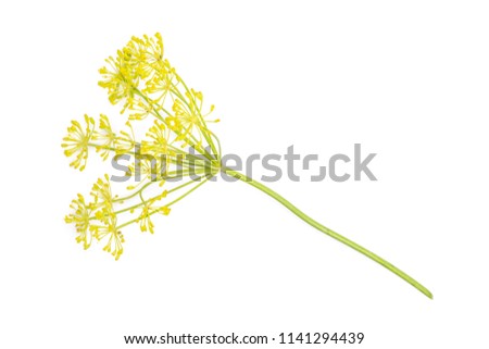 Similar – Image, Stock Photo fennel blossom Food