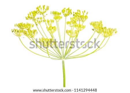 Similar – Image, Stock Photo fennel blossom Food