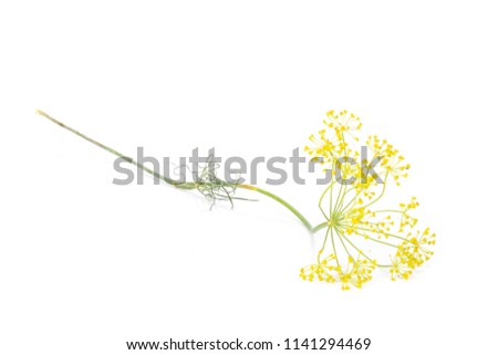 Similar – Image, Stock Photo fennel blossom Food