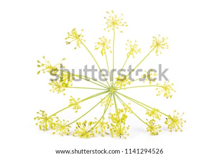 Similar – Image, Stock Photo fennel blossom Food