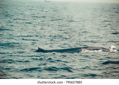 One Wild blue whale swimming in indian ocean. Wildlife nature background. Space for text. Adventure tourism. Travel tour. Mirissa, Sri Lanka. Exploration, expedition concept. Explore the world
