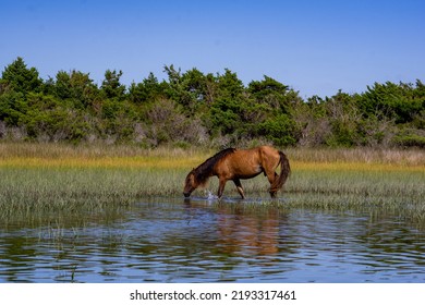 7,504 Wild horse island Images, Stock Photos & Vectors | Shutterstock