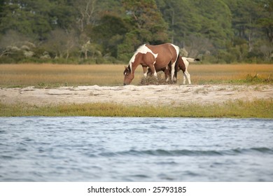 one wild pony from the Virginia herd at Assateague National Park grazing near the water edge