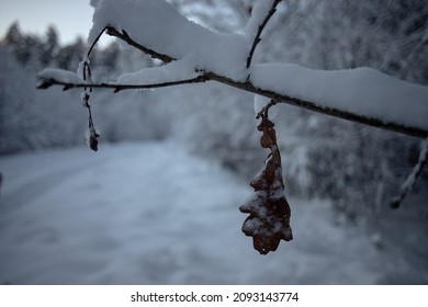 one wilted leaf on snow covered oak branch