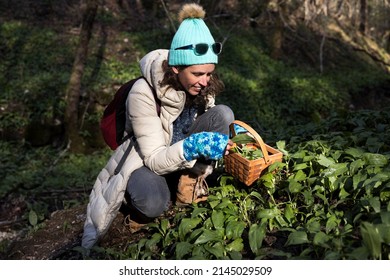 One Woman Only Picking One By One Leaf Of Ramson In Wilderness Afternoon Sun