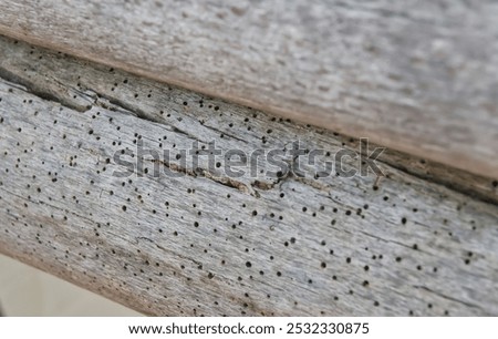 One of the wooden rollers of a mangle is full of small black holes caused by woodworms, which have created a uniform pattern in the old gray wood