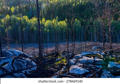 One year after a big forest fire in Sweden and a fresh wood in the background