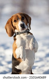 One Year Old Beagle Breed Pet Outside