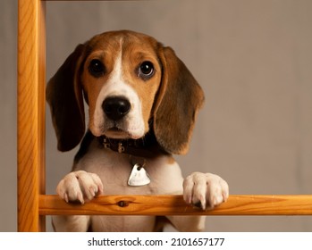 One Year Old Beagle  Puppy 