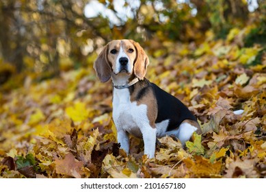 One Year Old Beagle  Puppy 