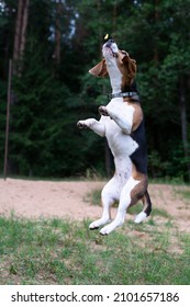 One Year Old Beagle  Puppy 