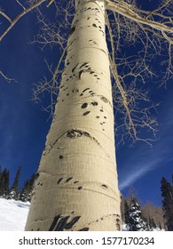 One Year Old Bear Claw Marks On A Tree.