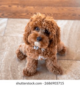 One Year Old Cavapoo puppy 