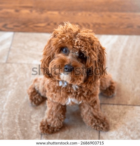 One Year Old Cavapoo puppy 
