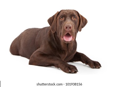 A One Year Old Chocolate Color Labrador Retriever Dog Laying Down Against A White Background