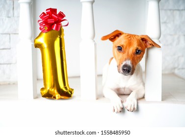 One Year Old Dog Birthday Party Concept With Dog And Number One Of Golden Inflatable Balloons. My Dog Is One Year Old Event.