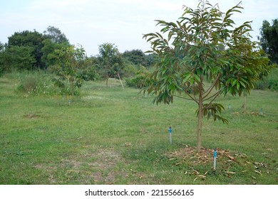 One Year Old Durian Tree At A Durian Orchard In Thailand. It Is A Cash Crop Of Gardeners.