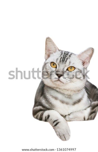 One Year Old Male Silver Tabby Stock Photo Edit Now 1361074997