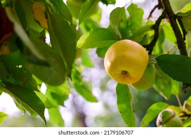 One Yellow Apple On An Orchard Tree With Green Leaves. Golden Delicious Organic Fruit Growing On A Cultivated Or Sustainable Farm. Healthy Ripe Produce Hanging On A Branch During Harvesting Season