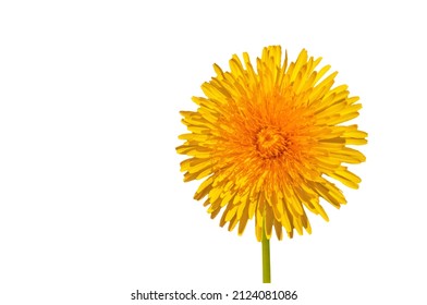 One yellow bright beautiful dandelion close-up on a white isolated background - Powered by Shutterstock