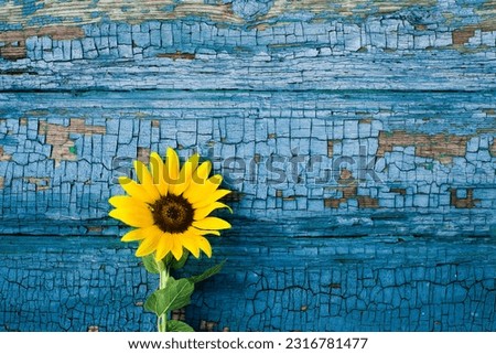 One yellow bright sunflower on an old painted blue wooden background with copy space, flat lay, top view. Floral summer background	