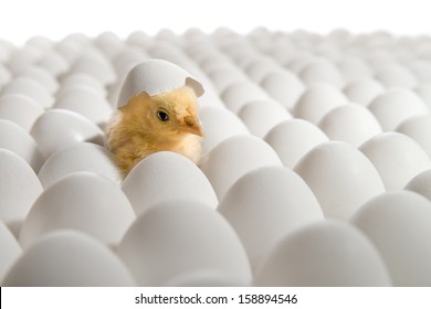 one yellow chicken nestling on many hen's-eggs, on white background,  isolated