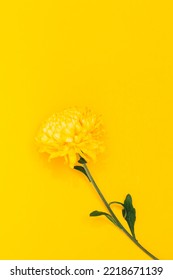 One Yellow Chrysanthemum On A Yellow Background. Copy Space. Concept Of Flower Shop Banner In A Minimalist Style. Garden Wallpaper With Empty Place For Text. Holiday Mockup Design Of Business Card.